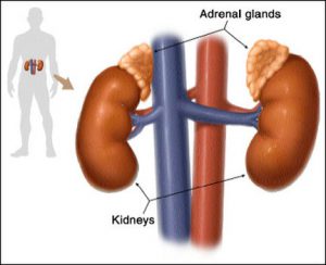 alcoholism and hypoglycemia