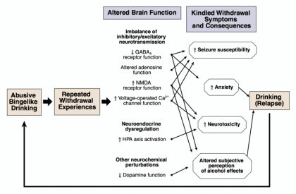 altered brain function alcohol chart