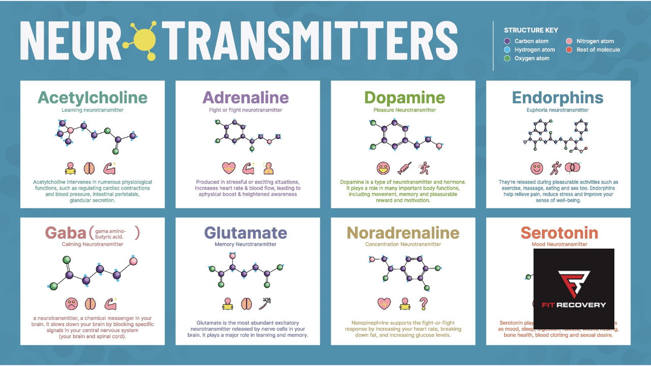 neurotransmitters chart